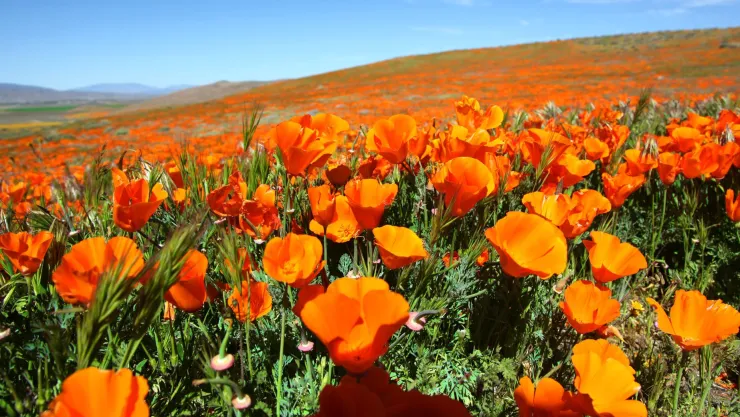 Por qué no hay superbloom este año.jpg