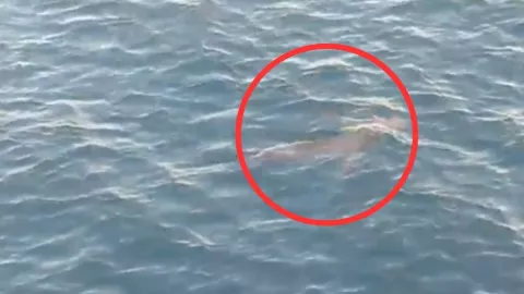 Sirena captada en Taiwán