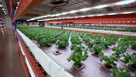 La-granja-vertical-más-grande-del-mundo-está-en-Dubai-y-usa-IA