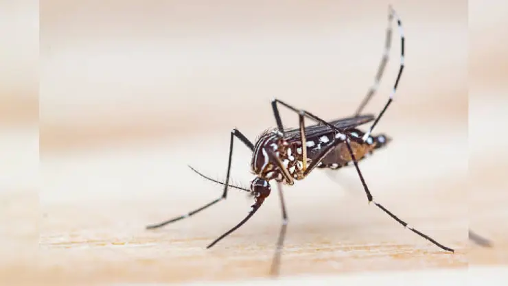 Mosquito