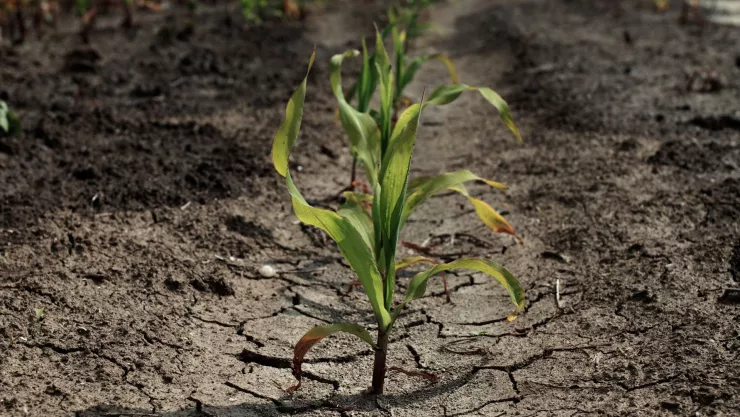 Sequía en México ¿Cuáles estados en México presentan sequía extrema de acuerdo a Conagua