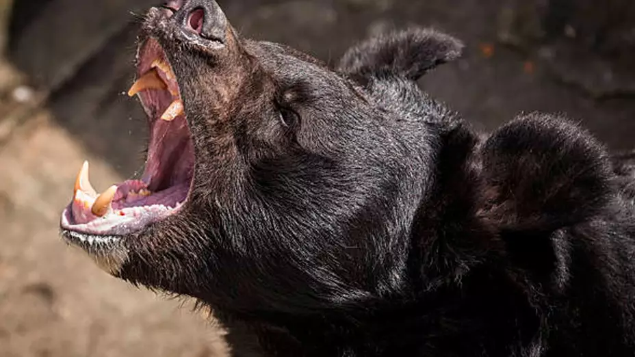 ¡Horror en el bosque! Hombre es atacado y devorado por un oso negro mientras acampaba