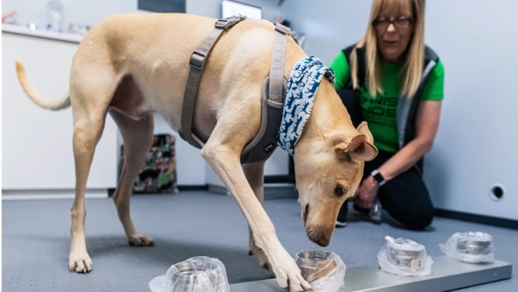 Perros aeropuerto Finlandia