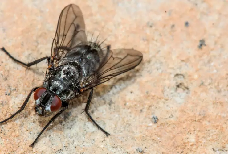 Este es el olor que las moscas odian y es un trucazo para ahuyentarlas