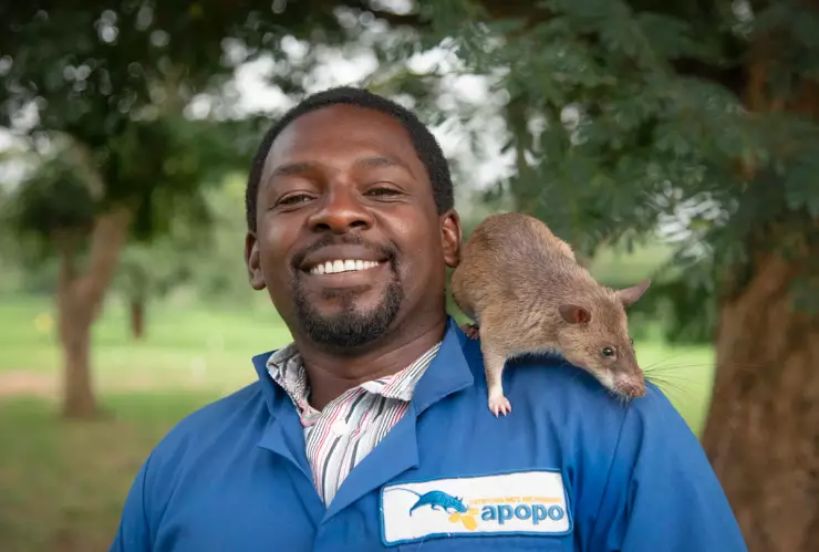 Magawa, rata, minas 1.jpg