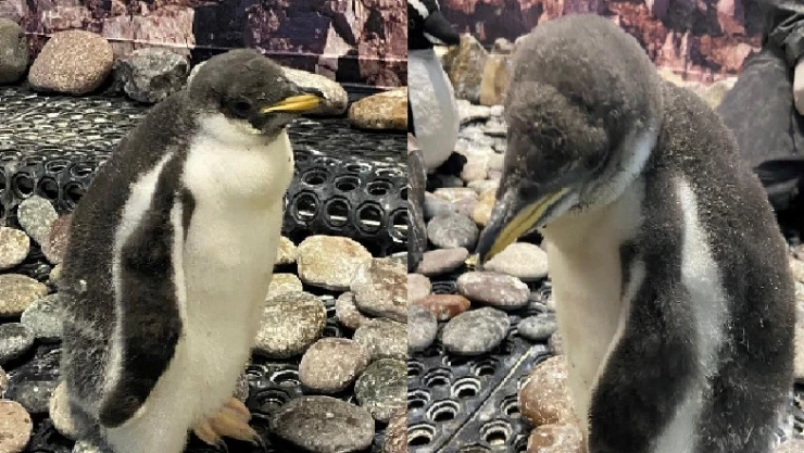 Nacen dos crías de pingüino e inauguran Pinguardería en Guadalajara