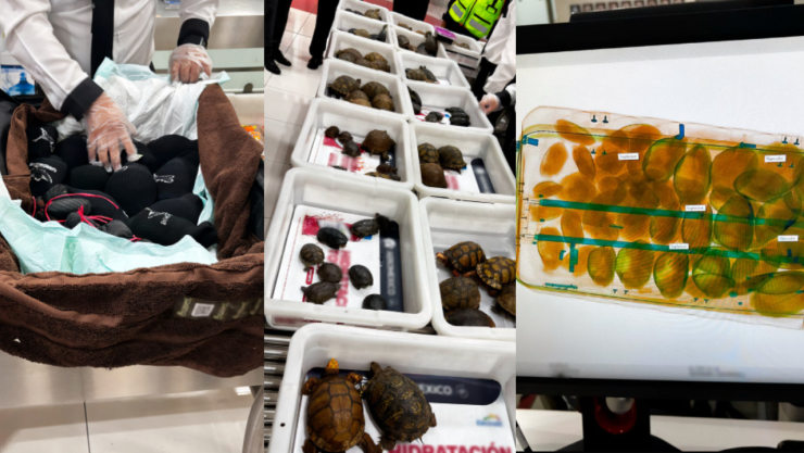 Rescatan a 137 ranas y tortugas en Aeropuerto Internacional CDMX