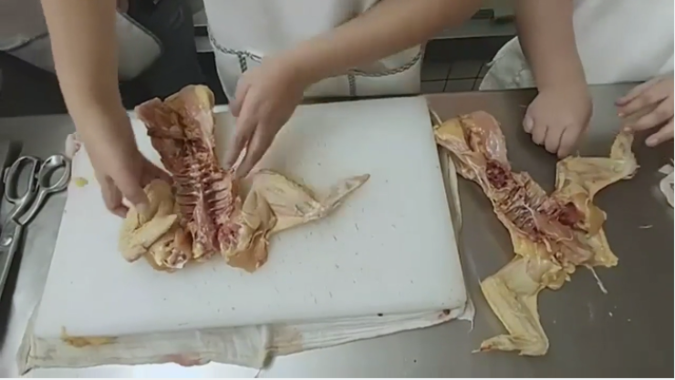 curso de verano en poller&iacute;a cdmx