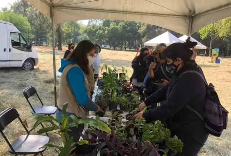 Cambia tu árbol de Navidad por un libro o planta en Mercado del Trueque
