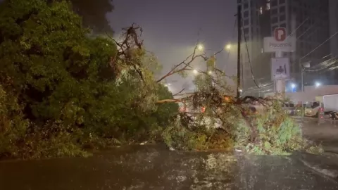 &iexcl;Se libra de la muerte! Hombre se salv&oacute; de morir aplastado por un &aacute;rbol tras tormenta en Zona Metropolitana de Guadalajara