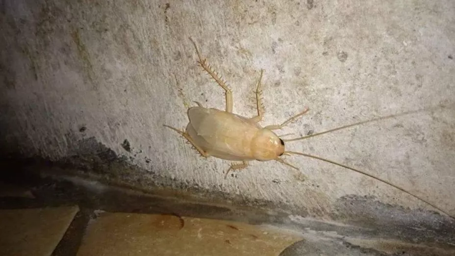 ¿Qué hacer si hay cucarachas blancas en la cocina