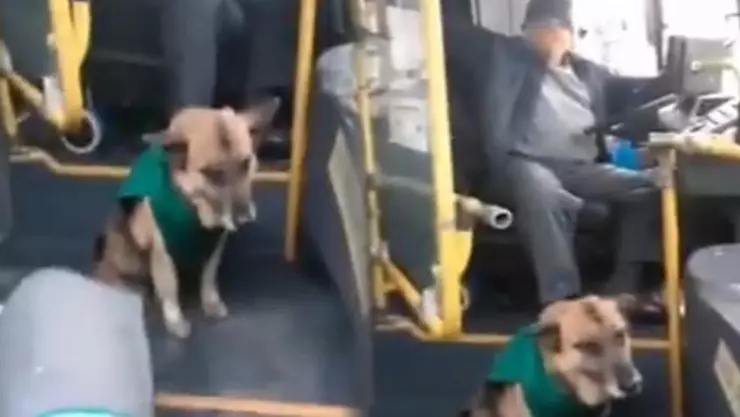 Varias empresas han contratado a perros callejeros