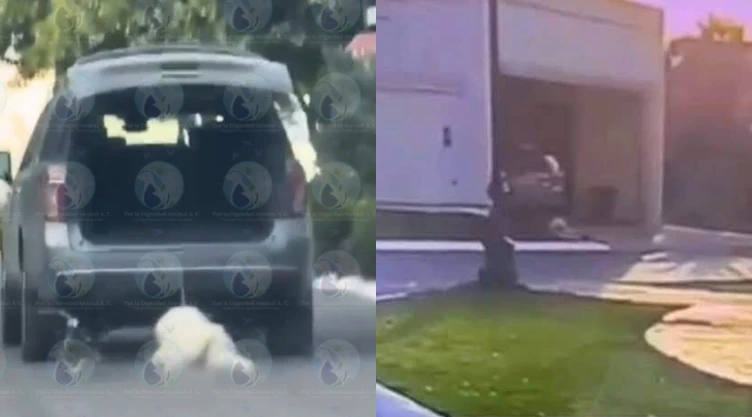 Mujer atropella y arrastra a perrito en Saltillo, Coahuila
