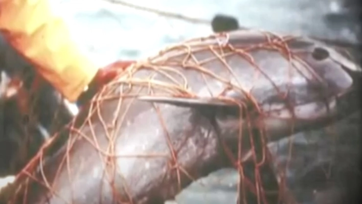 Vaquitas marinas: ¿Cuántas quedan?