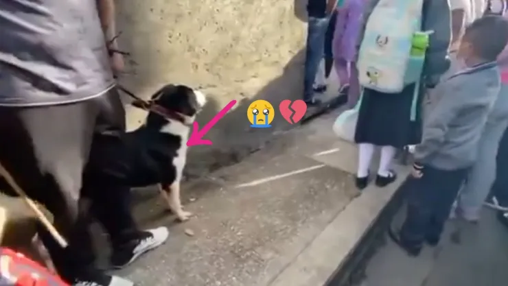PERRITO LLORA
