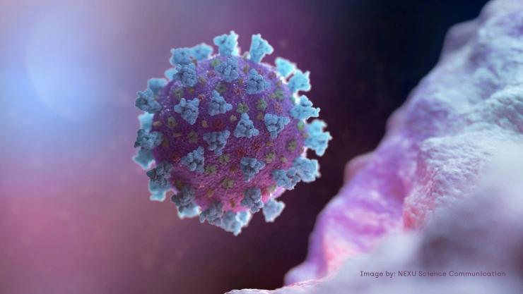 A computer image created by Nexu Science Communication together with Trinity College in Dublin, shows a model structurally representative of a betacoronavirus which is the type of virus linked to COVID-19