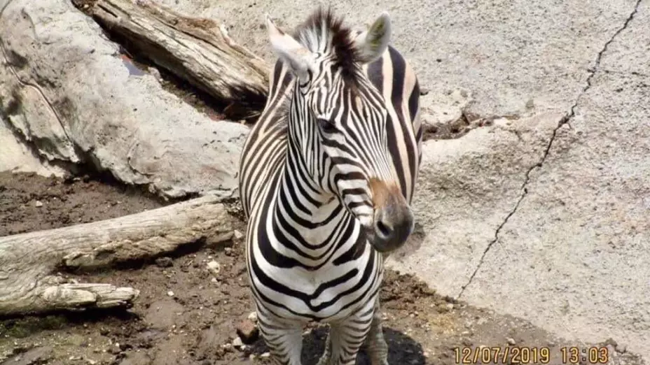 ¡Adiós Emily! Fallece cebra de Grant en el Zoológico de San Juan de Aragón