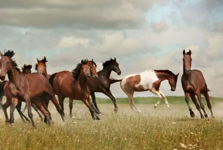 Caballos, domesticados, estudio 1.jpg