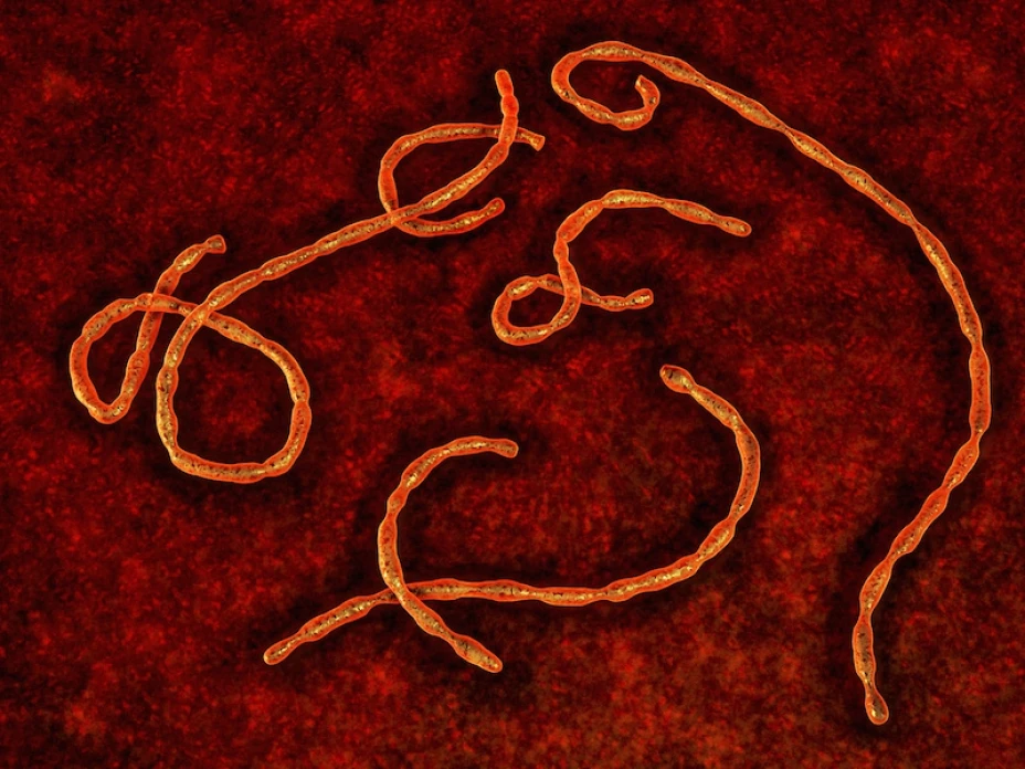 Virus de ébola