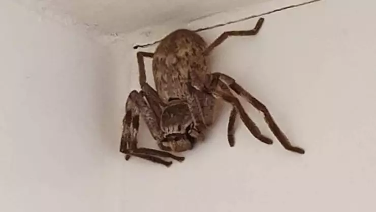 araña gigante australia .jpg