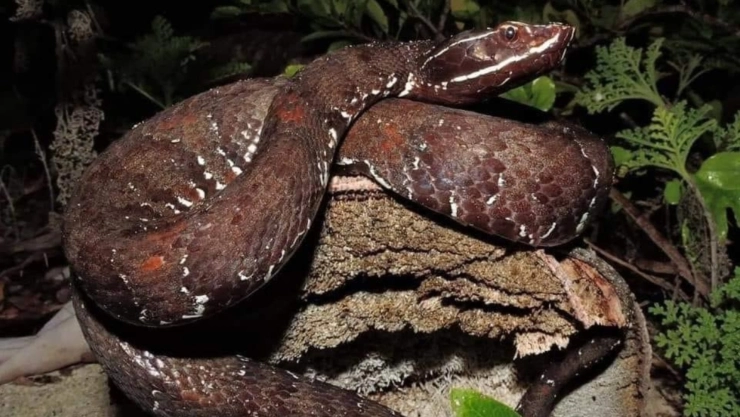Salía de la iglesia y fue MORDIDA por una serpiente huolpoch que estaba en la maleza; así terminó todo