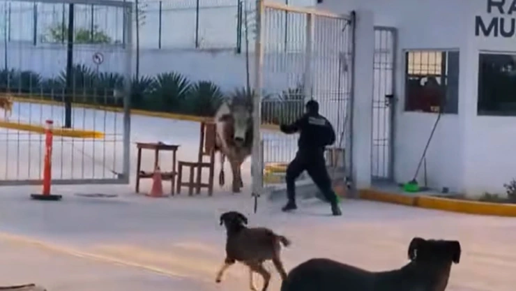 Toro escapa de rastro municipal de Tehuacán VIDEO