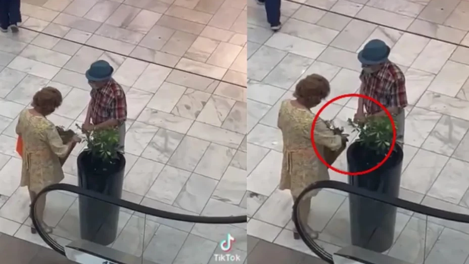VIDEO - Ancianita se roba maceta de centro comercial y se la cachan