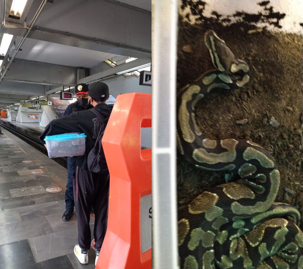 Metro CDMX: Policías aseguran una serpiente en Universidad de Línea 3