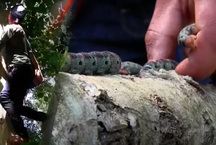 Gusanos zats recolección