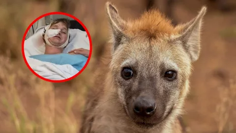 ¡IMÁGENES SENSIBLES! Hombre es atacado por hienas mientras acampaba por su despedida de soltero