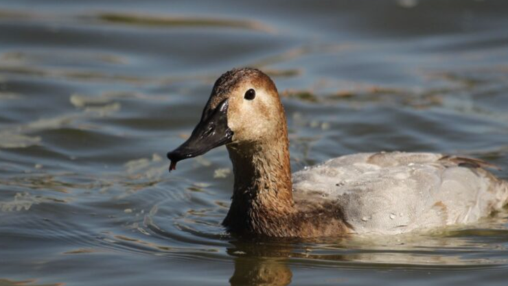 Pato Parque Central.png