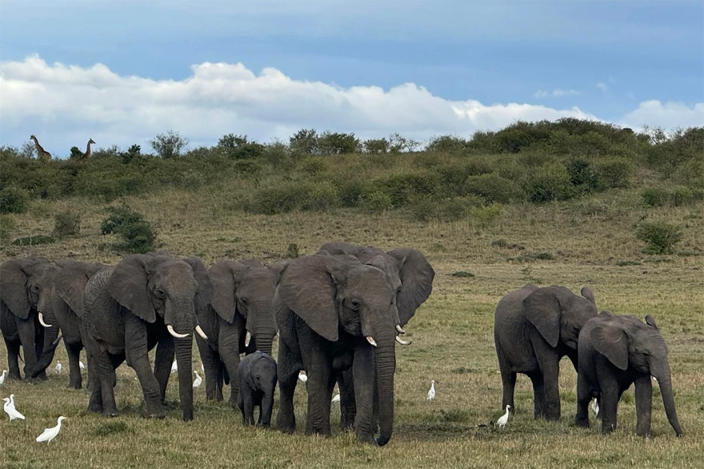 Visita elefantes Kempinski Masai Mara