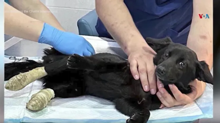 Rescate de animales en medio de la guerra