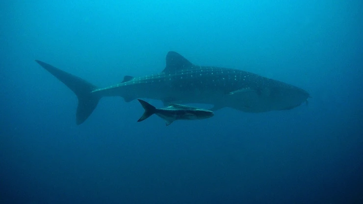 Estos animales emiten sonidos para comunicarse, ballenas