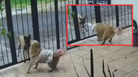 Perrito roba suéter a otro lomito