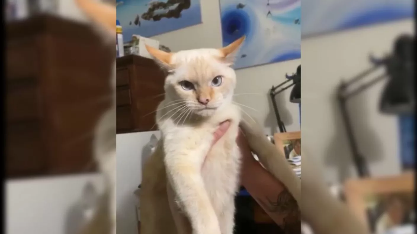 Cuando el entorno habla más fuerte que el instinto: La historia del gato que ladra en lugar de maullar
