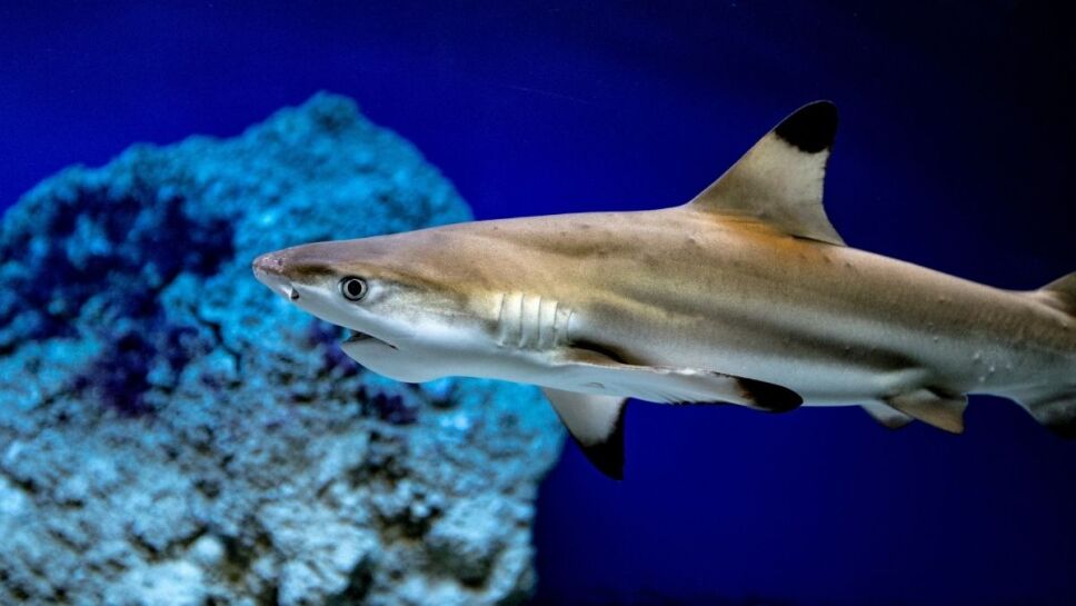 Tiburones, especies, peligro de extinción c.jpg