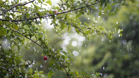 Lluvia en Aguascalientes Formación de dos posibles ciclones en México traerá más lluvias en julio 2025