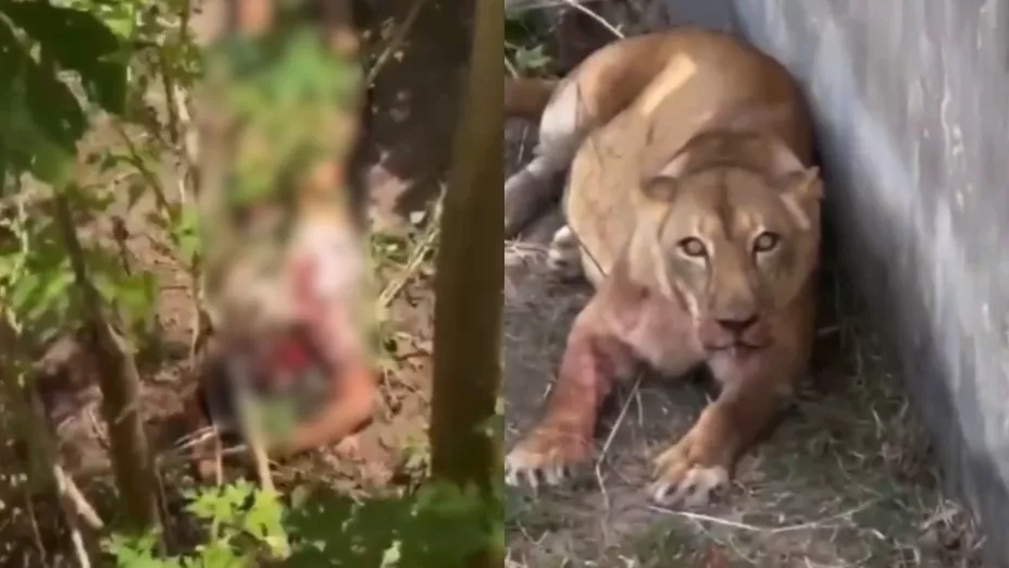 VIDEO | ¿Cómo quedó el cuerpo del hombre que fue atacado por una leona en Brasil?