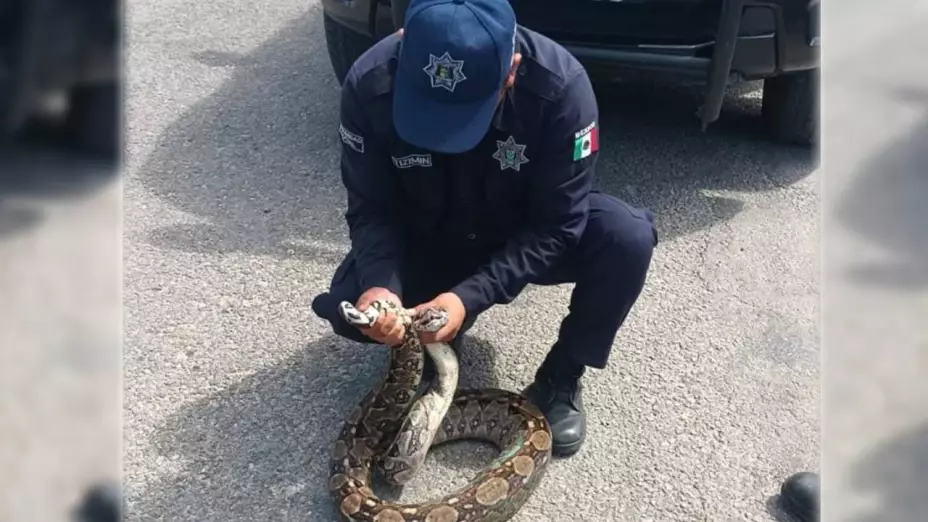 capturan enorme vibora en calles de tizimin fotos