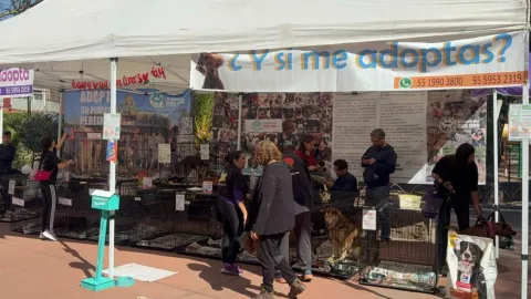 Feria de adopción en CDMX