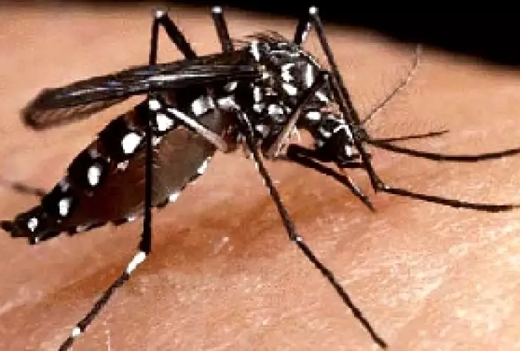 Mutación del mosco del dengue llega a la Sierra