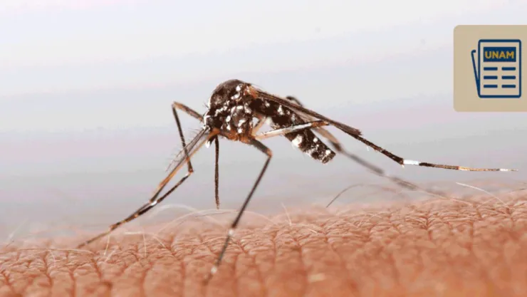 Casos de Zika en México, ¿cuáles son sus síntomas?