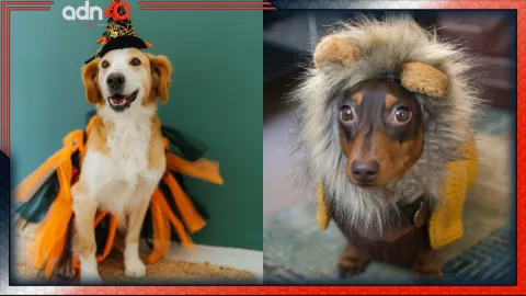 ¿Dónde y cuándo se realizará el concurso de disfraces para mascotas?