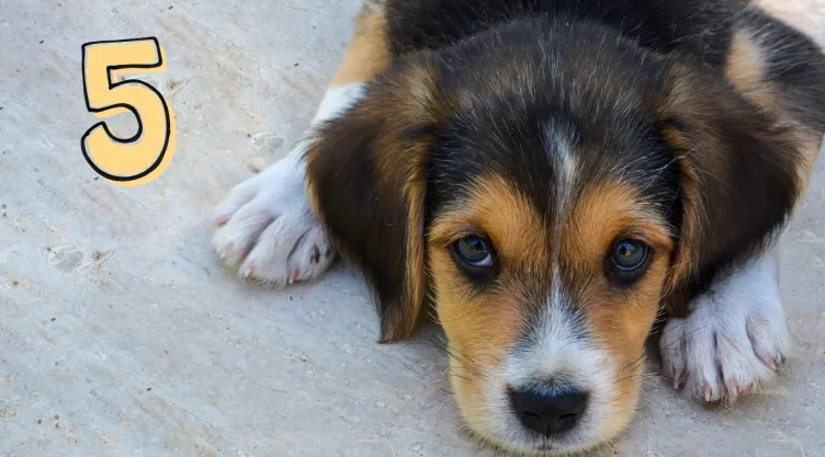 Perros ¿Cuáles son las señales para detectar que tu mascota ha sido envenenada.jpg
