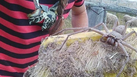 araña
