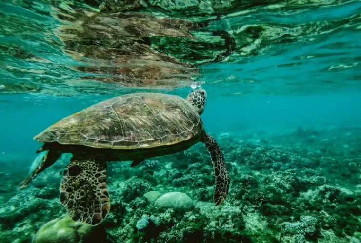 GALERÍA - Matan de una pedrada a tortuga que desovaba en Vallarta