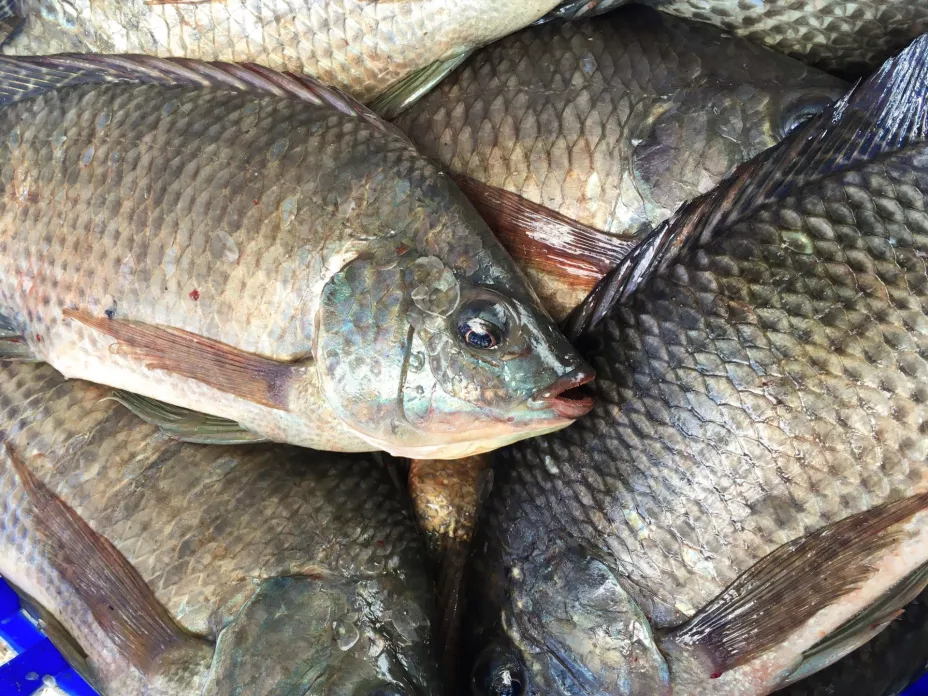 Pescado Tilapia Mansum007.jpg