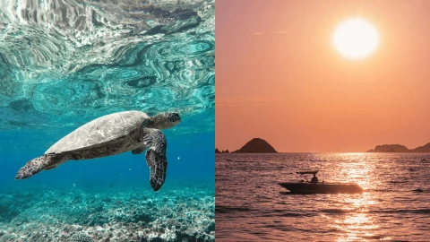 Las 2 playas de Guerrero donde puedes encontrar tortugas, según la IA.png