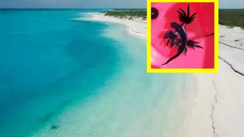 Alertan por presencia de dragón azul en playas de Colima.